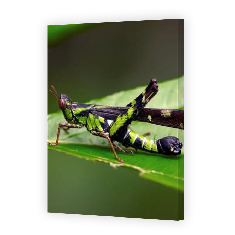 Thumbnail for Canvas - Gallery Canvas Wrap