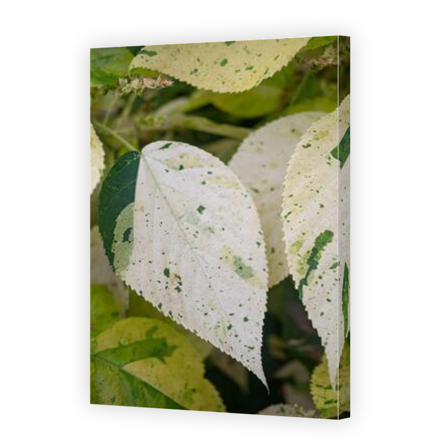 Thumbnail for Canvas - Gallery Canvas Wrap