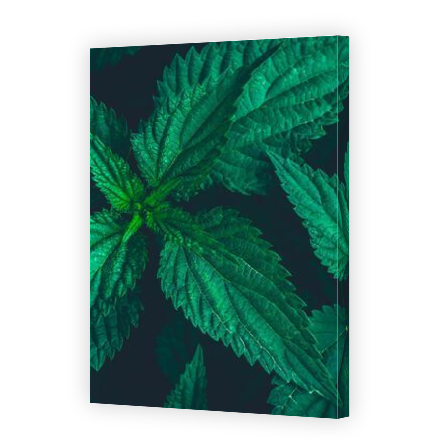 Thumbnail for Canvas - Gallery Canvas Wrap