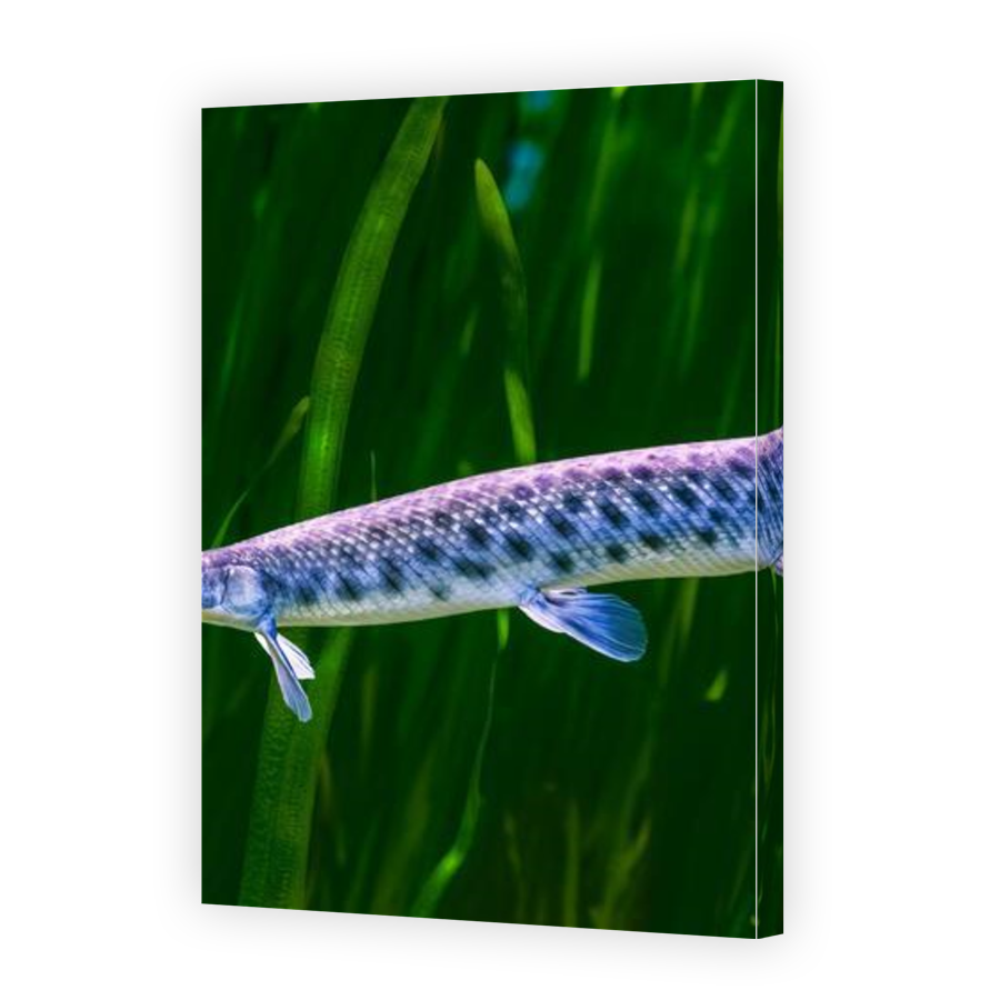 Thumbnail for Canvas - Gallery Canvas Wrap