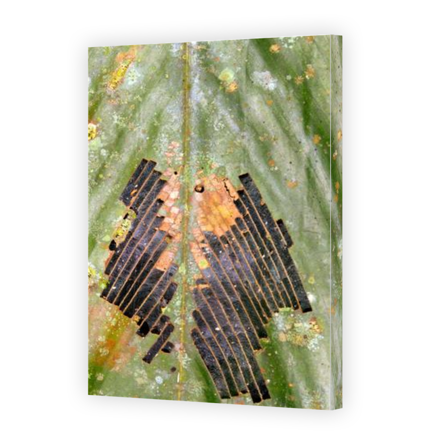 Thumbnail for Canvas - Gallery Canvas Wrap