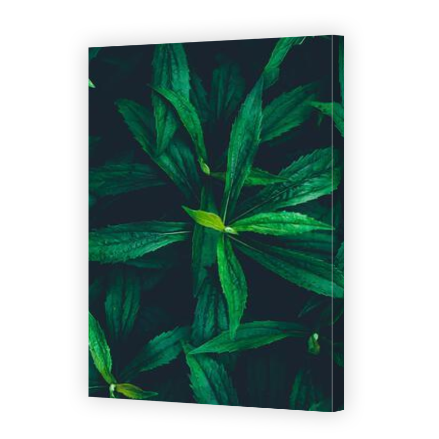 Thumbnail for Canvas - Gallery Canvas Wrap