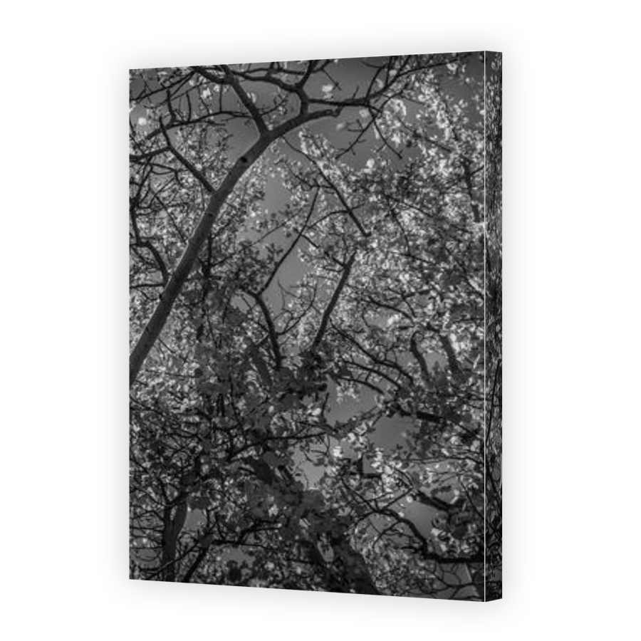 Thumbnail for Canvas - Gallery Canvas Wrap