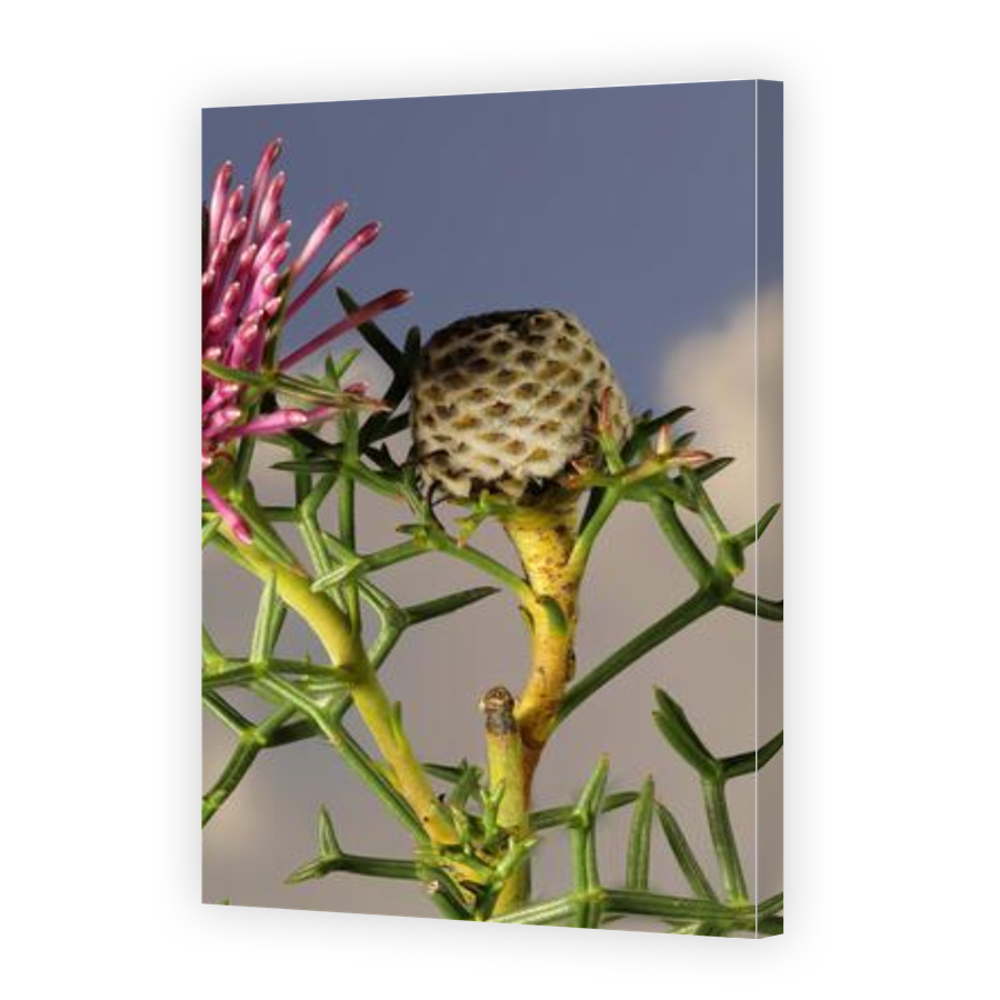 Thumbnail for Canvas - Gallery Canvas Wrap