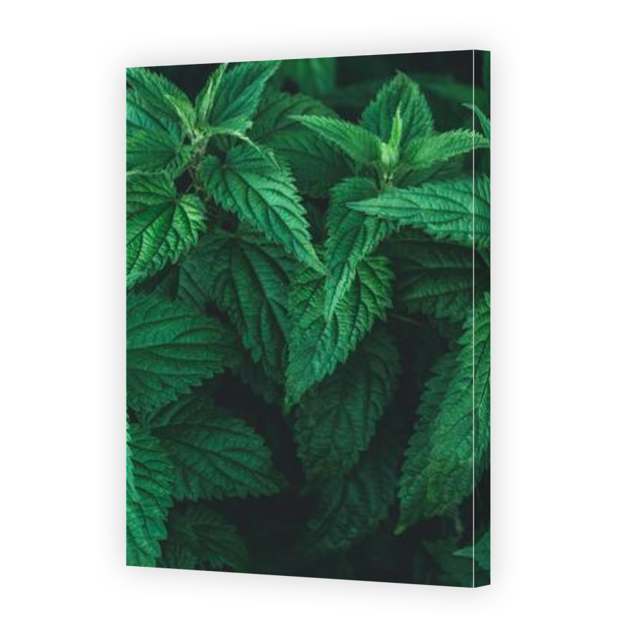 Thumbnail for Canvas - Gallery Canvas Wrap