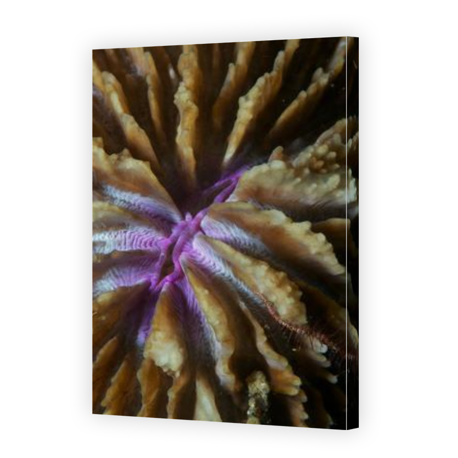 Thumbnail for Canvas - Gallery Canvas Wrap