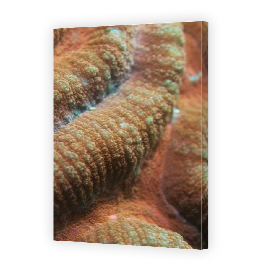 Thumbnail for Canvas - Gallery Canvas Wrap