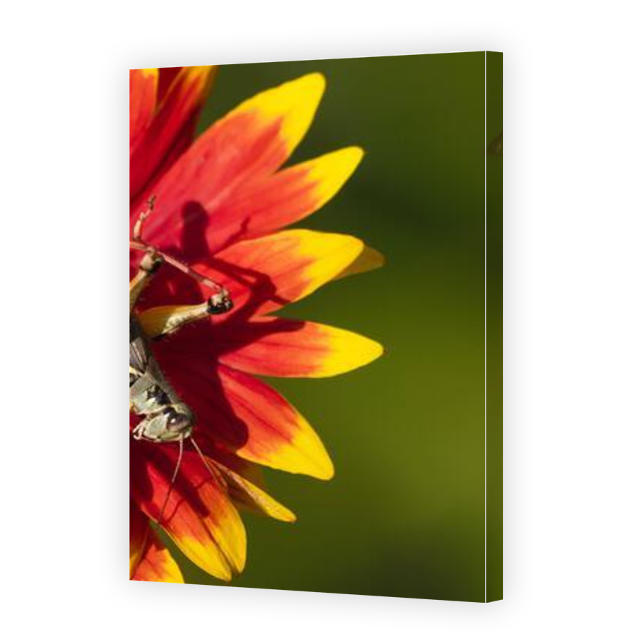 Thumbnail for Canvas - Gallery Canvas Wrap