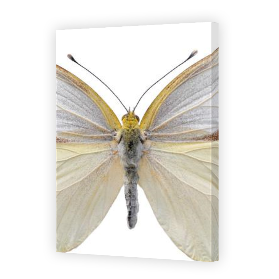 Thumbnail for Canvas - Gallery Canvas Wrap