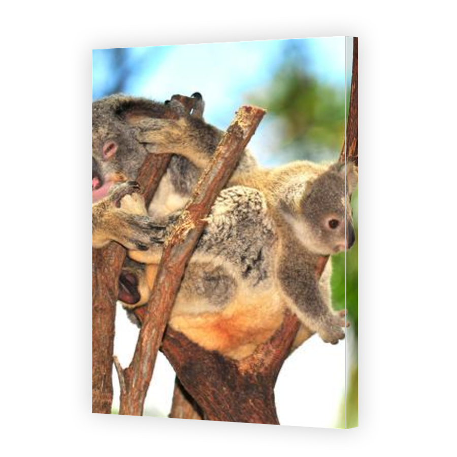 Thumbnail for Canvas - Gallery Canvas Wrap