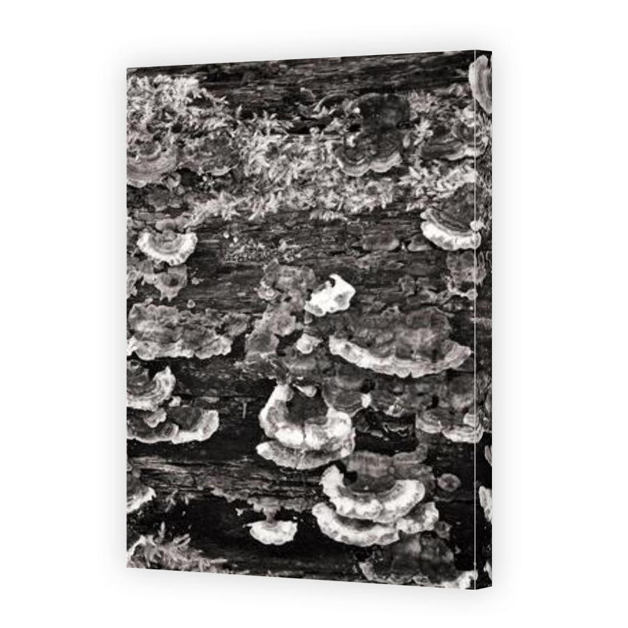 Thumbnail for Canvas - Gallery Canvas Wrap