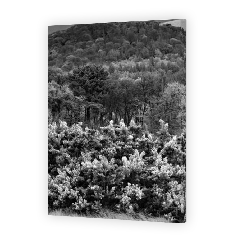 Thumbnail for Canvas - Gallery Canvas Wrap