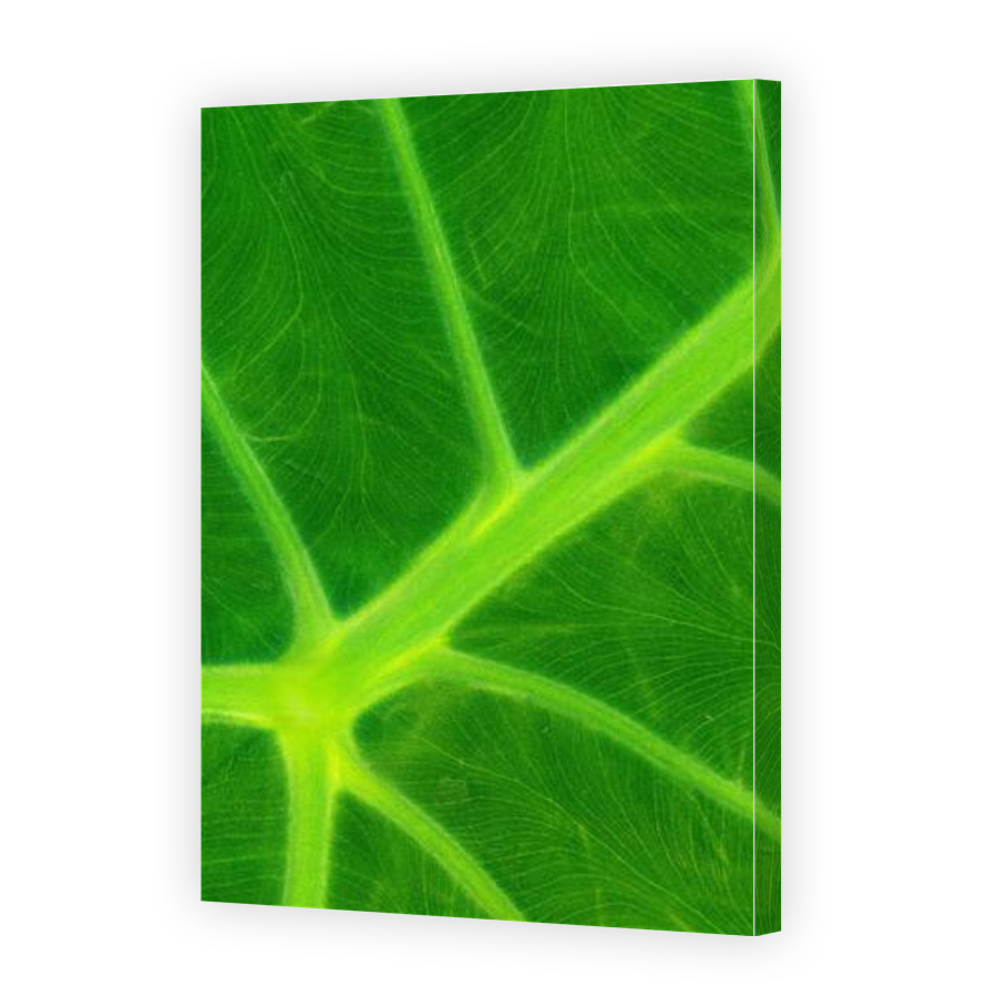 Thumbnail for Canvas - Gallery Canvas Wrap