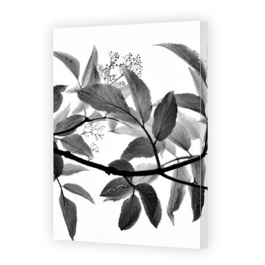 Thumbnail for Canvas - Gallery Canvas Wrap