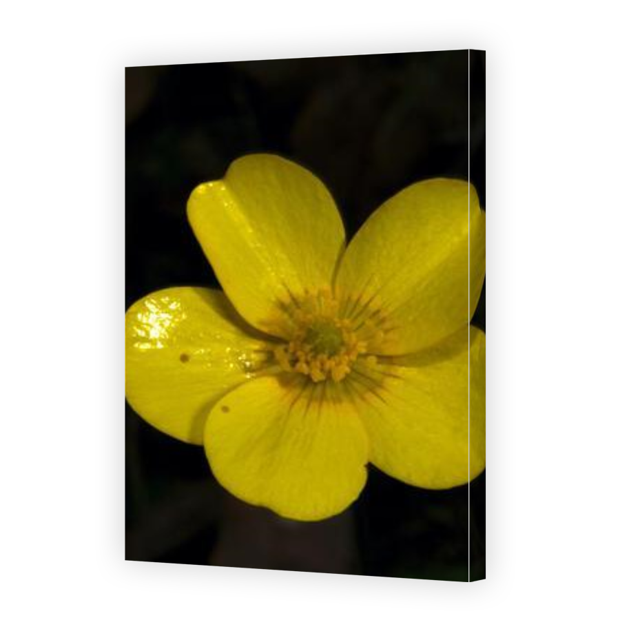 Thumbnail for Canvas - Gallery Canvas Wrap