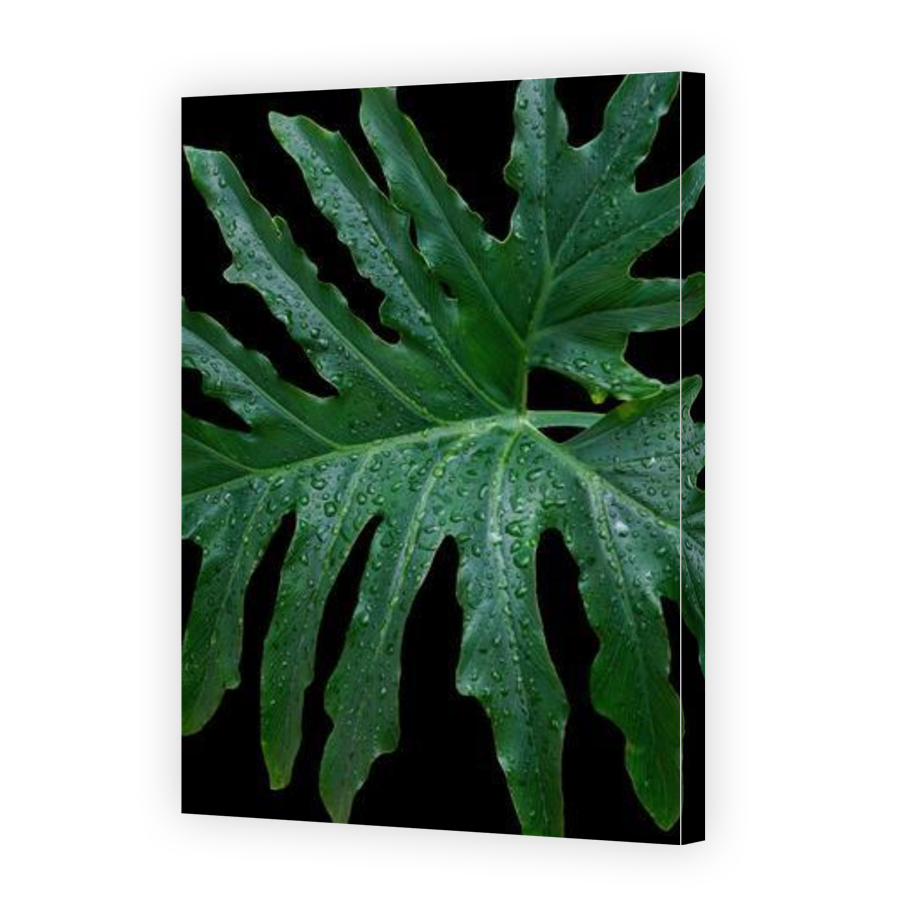 Thumbnail for Canvas - Gallery Canvas Wrap
