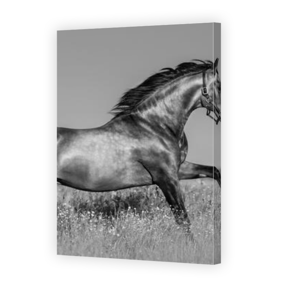 Thumbnail for Canvas - Gallery Canvas Wrap