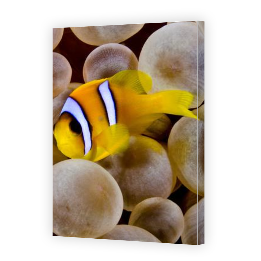 Thumbnail for Canvas - Gallery Canvas Wrap