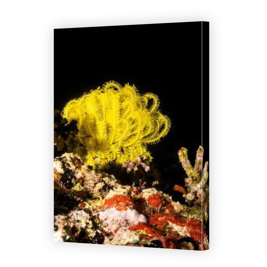 Thumbnail for Canvas - Gallery Canvas Wrap