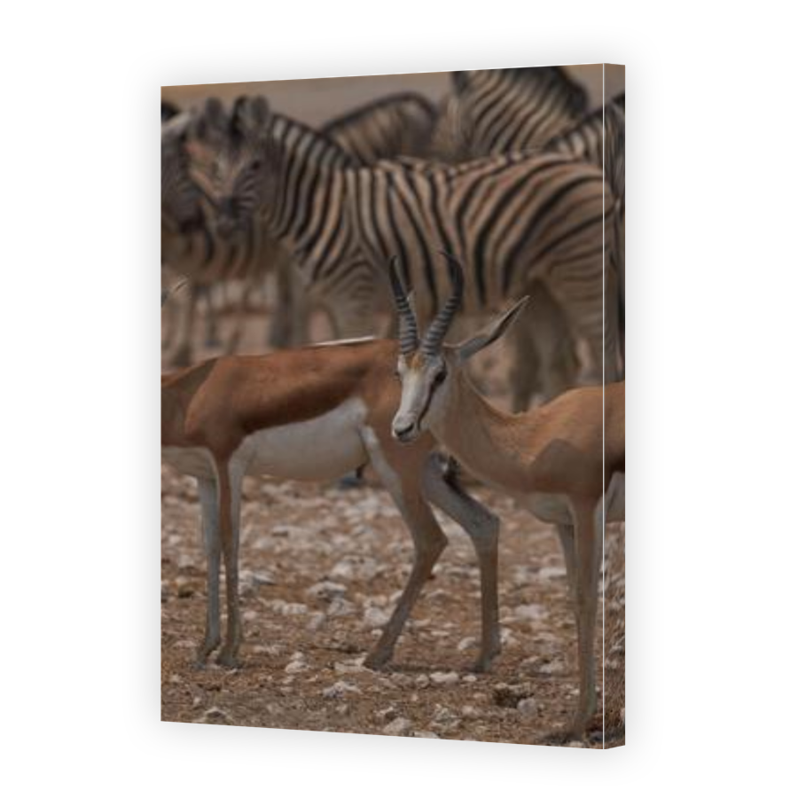 Thumbnail for Canvas - Gallery Canvas Wrap