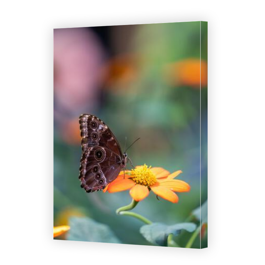 Thumbnail for Canvas - Gallery Canvas Wrap