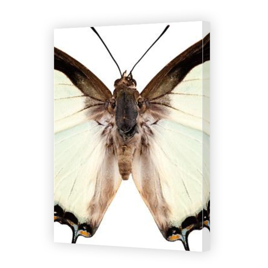 Thumbnail for Canvas - Gallery Canvas Wrap