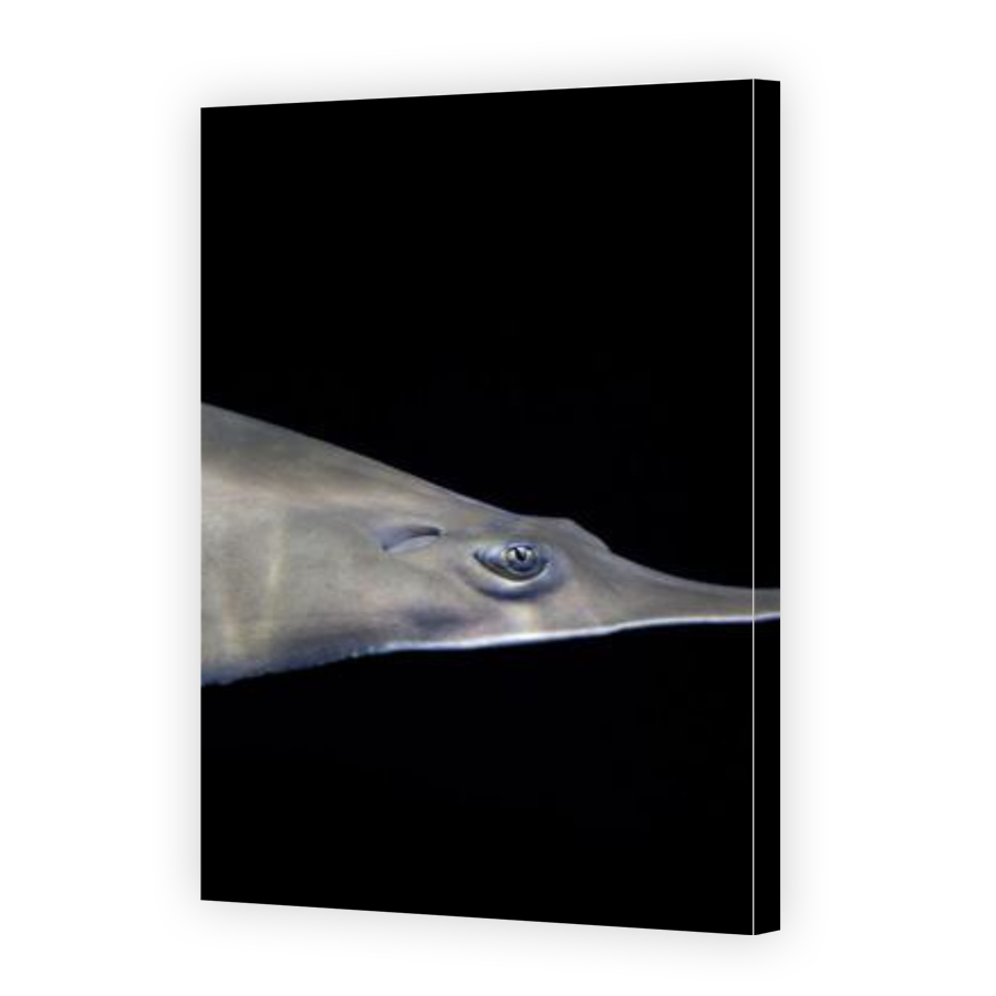 Thumbnail for Canvas - Gallery Canvas Wrap