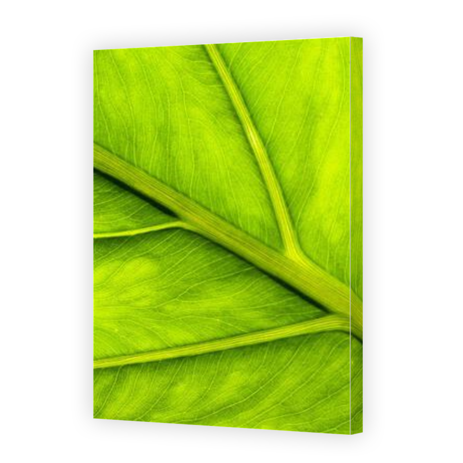 Thumbnail for Canvas - Gallery Canvas Wrap