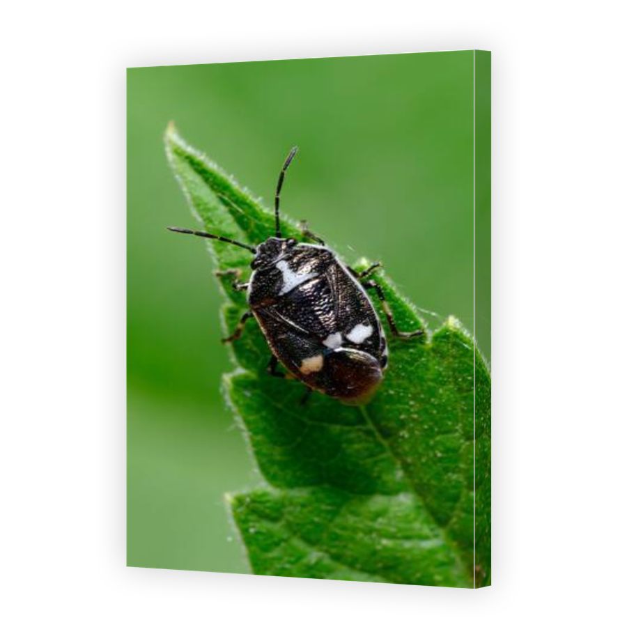 Thumbnail for Canvas - Gallery Canvas Wrap