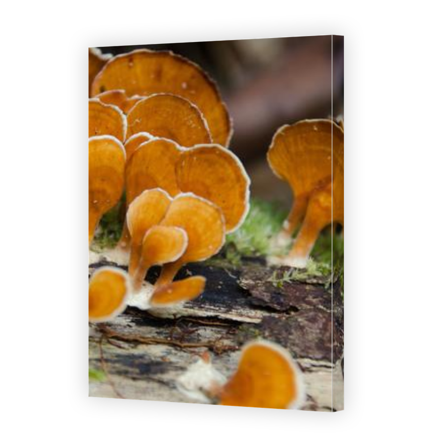 Thumbnail for Canvas - Gallery Canvas Wrap
