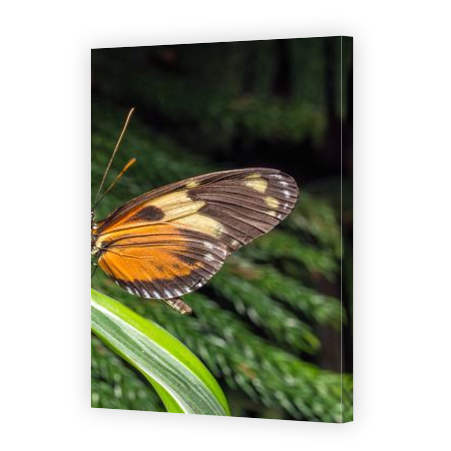 Thumbnail for Canvas - Gallery Canvas Wrap