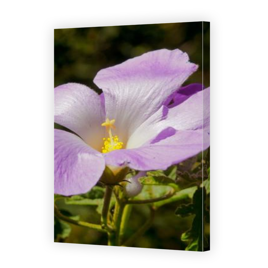 Thumbnail for Canvas - Gallery Canvas Wrap