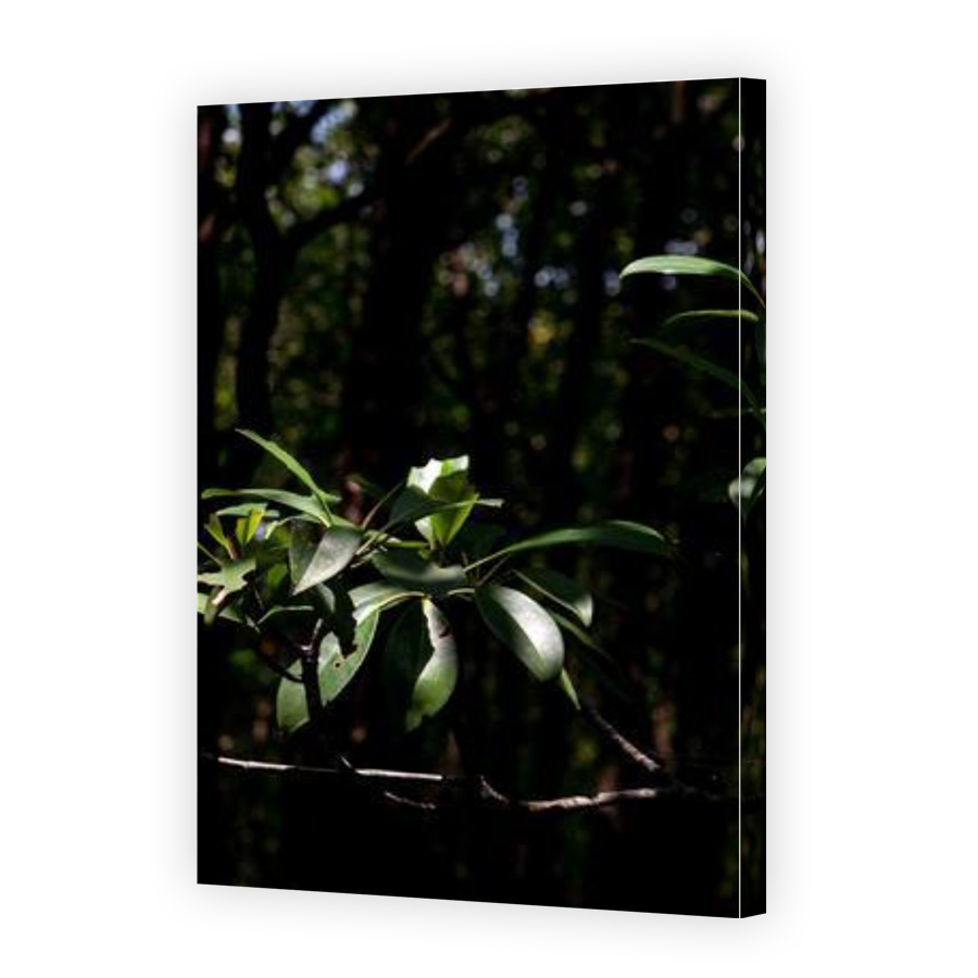 Thumbnail for Canvas - Gallery Canvas Wrap