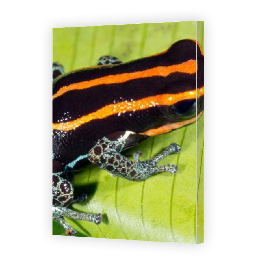 Thumbnail for Canvas - Gallery Canvas Wrap