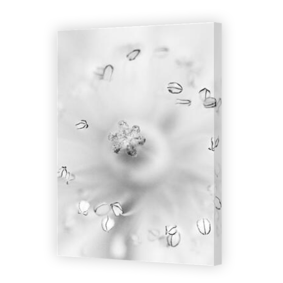 Thumbnail for Canvas - Gallery Canvas Wrap