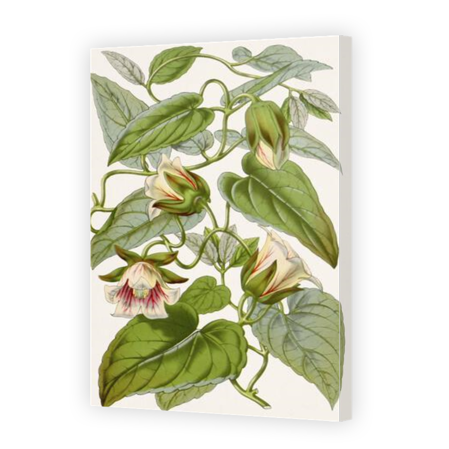 Thumbnail for Canvas - Gallery Canvas Wrap