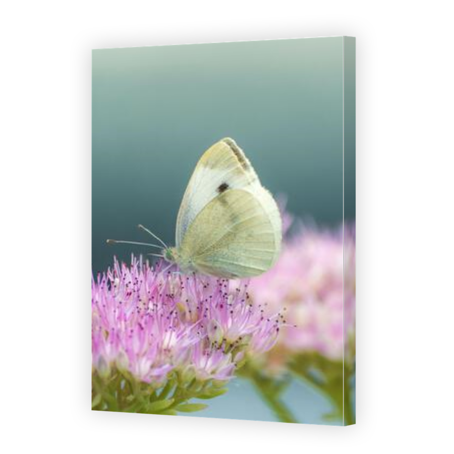 Thumbnail for Canvas - Gallery Canvas Wrap