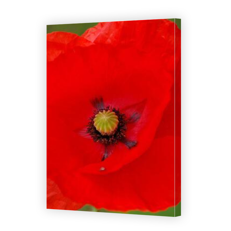 Thumbnail for Canvas - Gallery Canvas Wrap
