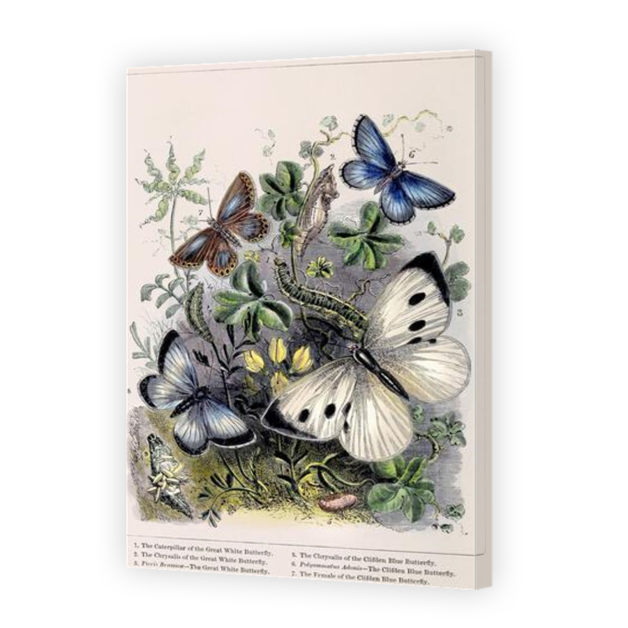 Thumbnail for Canvas - Gallery Canvas Wrap
