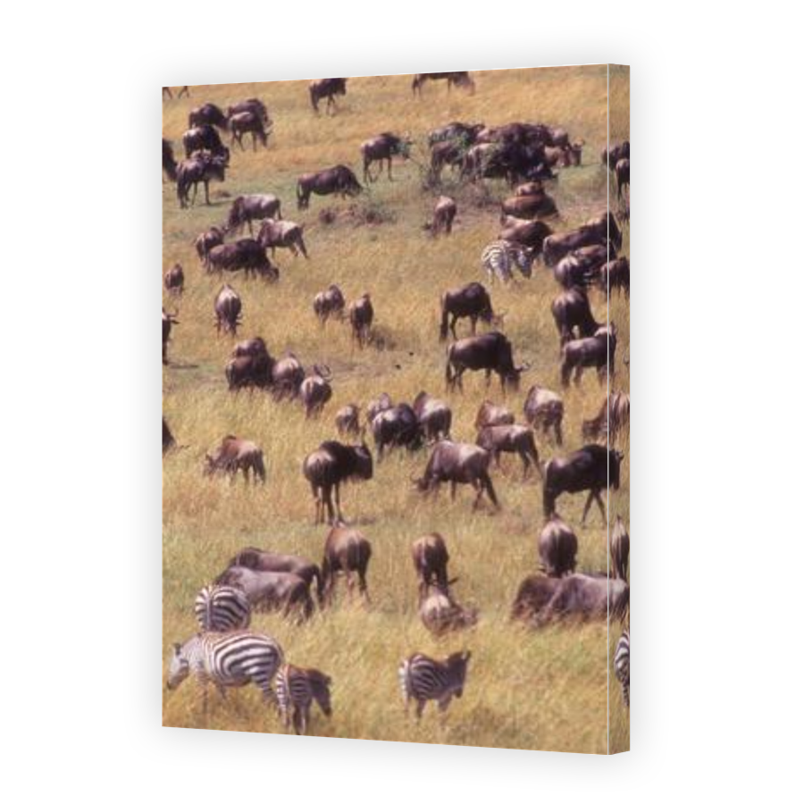 Thumbnail for Canvas - Gallery Canvas Wrap