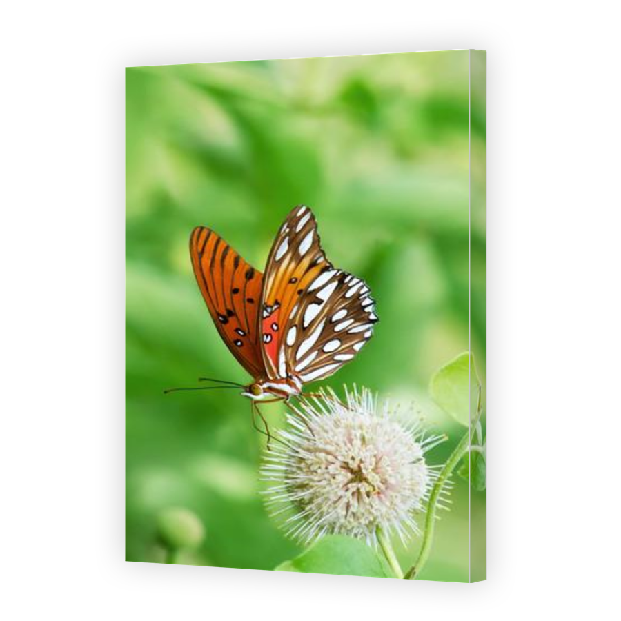 Thumbnail for Canvas - Gallery Canvas Wrap