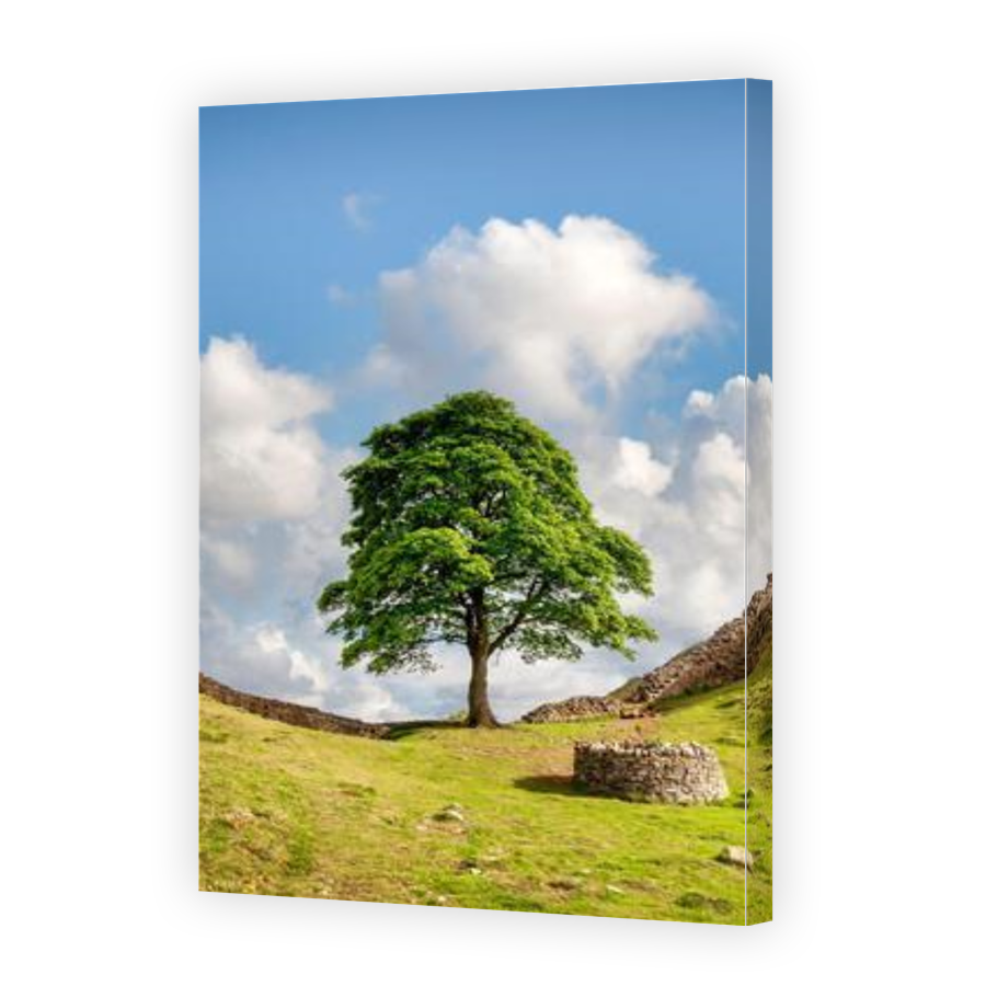 Thumbnail for Canvas - Gallery Canvas Wrap