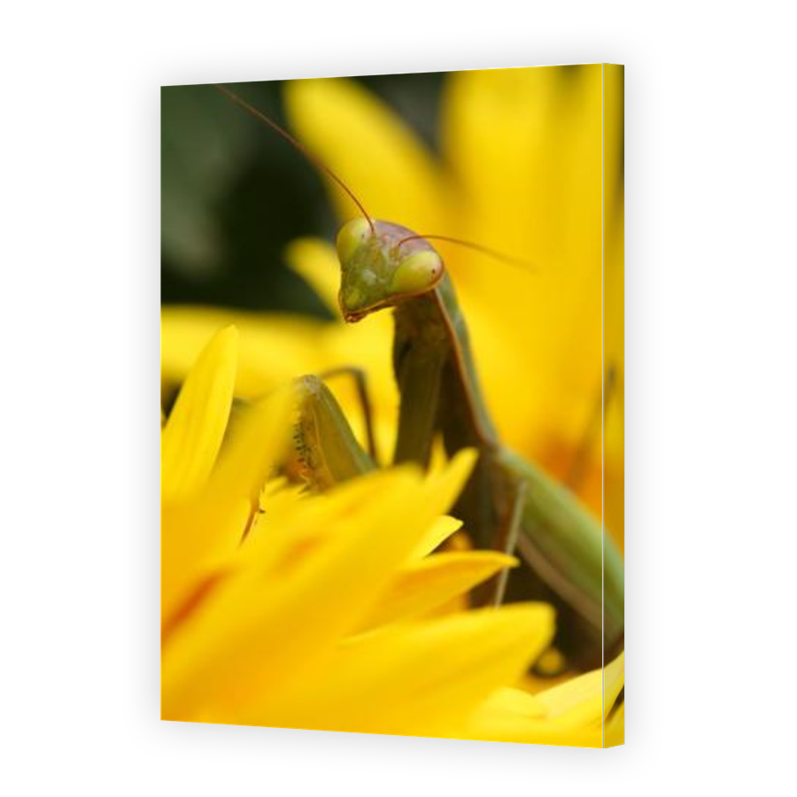 Thumbnail for Canvas - Gallery Canvas Wrap