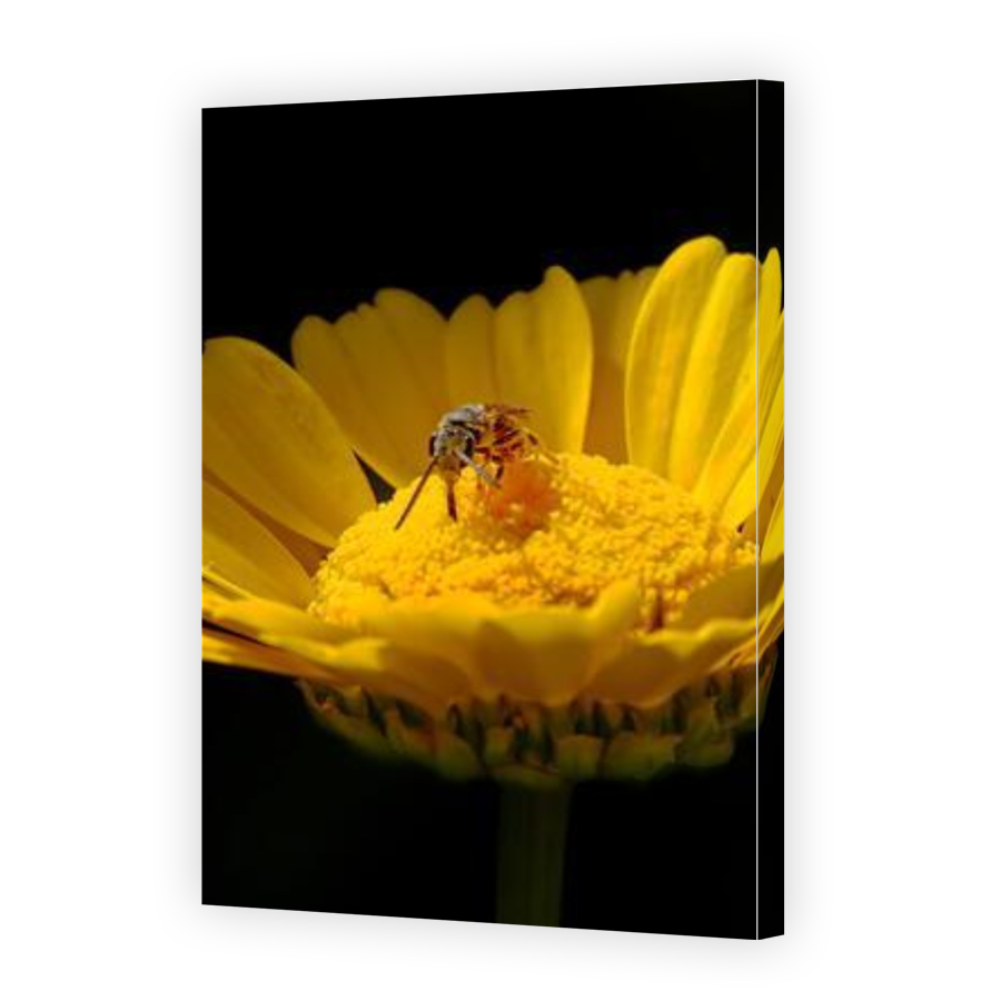 Thumbnail for Canvas - Gallery Canvas Wrap