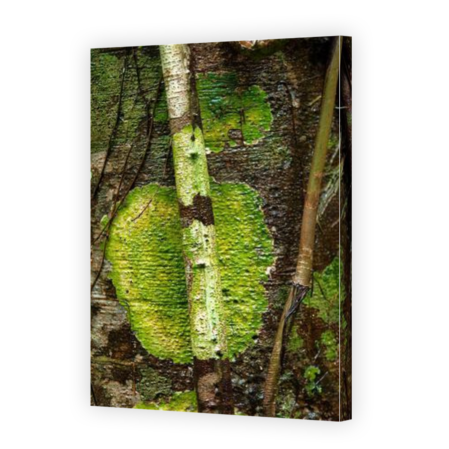 Thumbnail for Canvas - Gallery Canvas Wrap