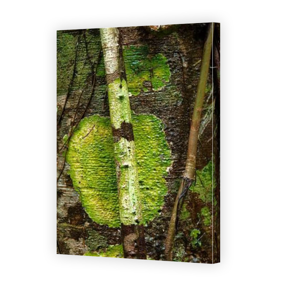 Thumbnail for Canvas - Gallery Canvas Wrap