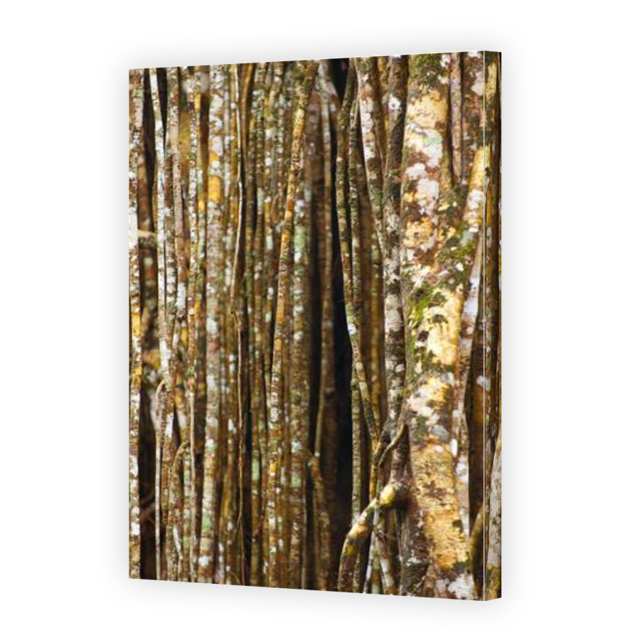 Thumbnail for Canvas - Gallery Canvas Wrap