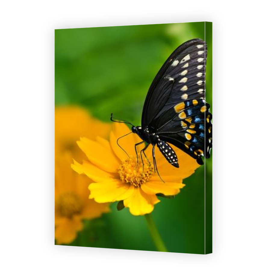 Thumbnail for Canvas - Gallery Canvas Wrap