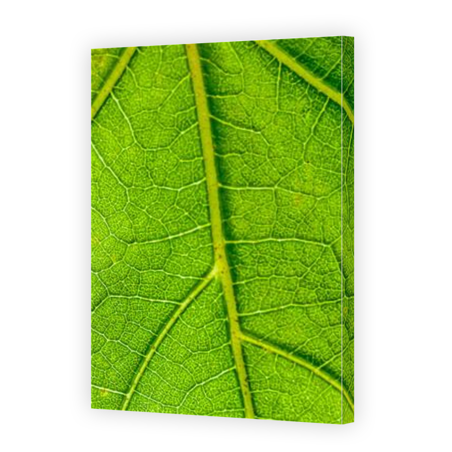 Thumbnail for Canvas - Gallery Canvas Wrap