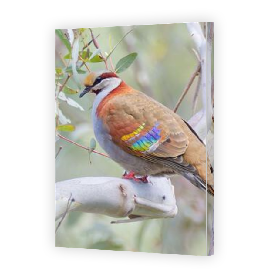 Thumbnail for Canvas - Gallery Canvas Wrap
